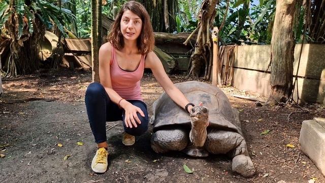 Gözde Çilingir on the Aldabra giant tortoise genome смотреть онлайн