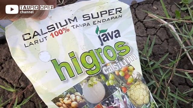 Kalsium Dapat dicampur Pestisida? смотреть онлайн