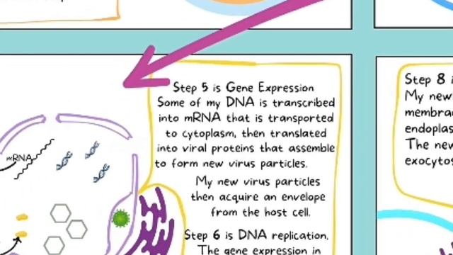 Herpes Simplex Virus by David Gou (Term Project Example ) смотреть онлайн