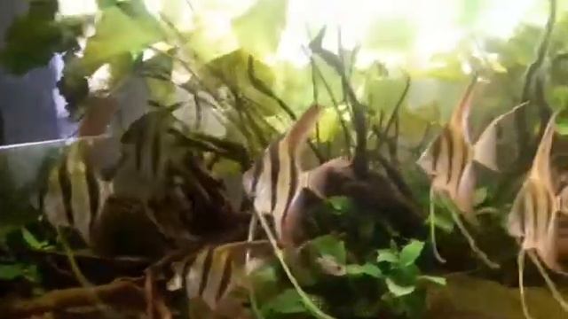 Альтумы Оринокко смотреть онлайн