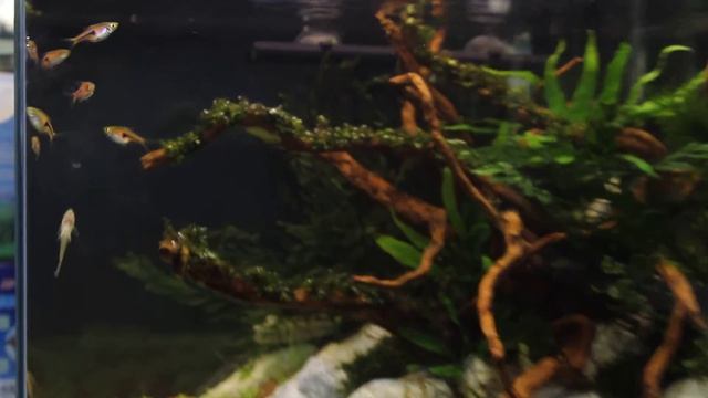 60 литра растителен аквариум смотреть онлайн