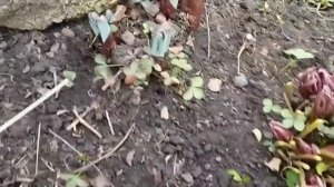 Морозник в марте. Обрезаю морозник. Самосев морозника.