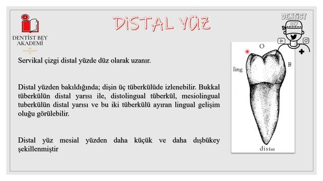 DERS-18 ALT 2.PREMOLAR DİŞLERİN ÖZELLİKLERİ (35-45) смотреть онлайн