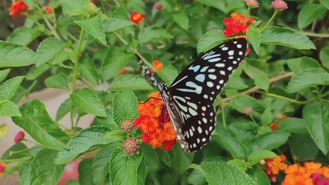 4k African animals kongo national park amaging and afraid african wild life. смотреть онлайн