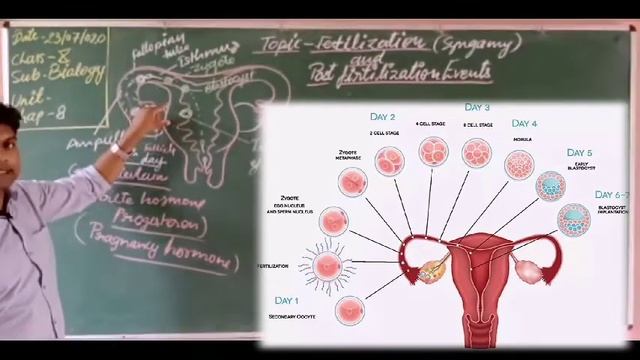 Chapter-8# Next Lecture-08 (Fertilisation and Post fertilisation events) For Class-X смотреть онлайн