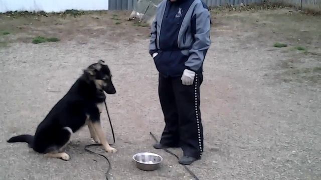 Амур 10 дней на обучении. смотреть онлайн