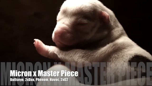 Edge of Gottinline Micron pups for sale! Bullseye, Phenom, Havoc, Gr. Ch. Dax, G2, смотреть онлайн