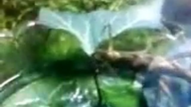 straszyk nowogwinejski rs смотреть онлайн