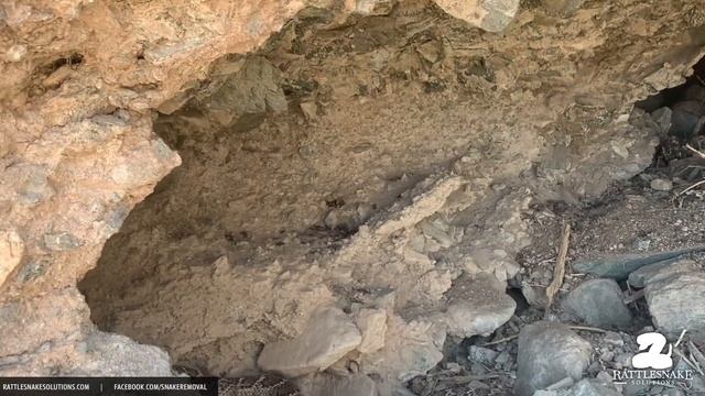 Big Western Diamondback Rattlesnake in Ahwatukee смотреть онлайн