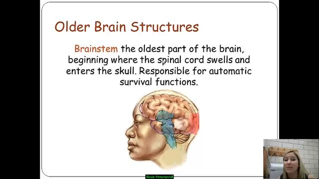 Brain Structures & Their Functions смотреть онлайн