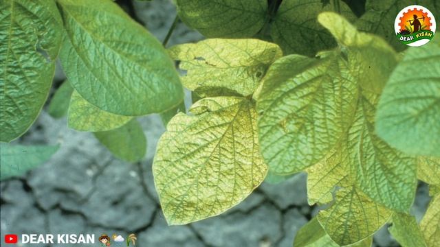 फसलों में जिंक का महत्व | पौधे में जिंक की कमी के लक्षण | zinc sulphate | chelated zinc смотреть онлайн