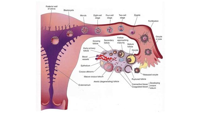 Male reproductive system part 2 смотреть онлайн