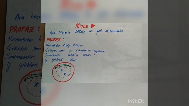 10 dakikada MİTOZ BÖLÜNME VE EVRELERİ смотреть онлайн