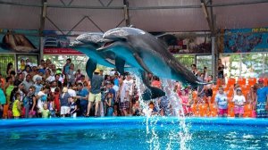 Дельфинарий Джубга