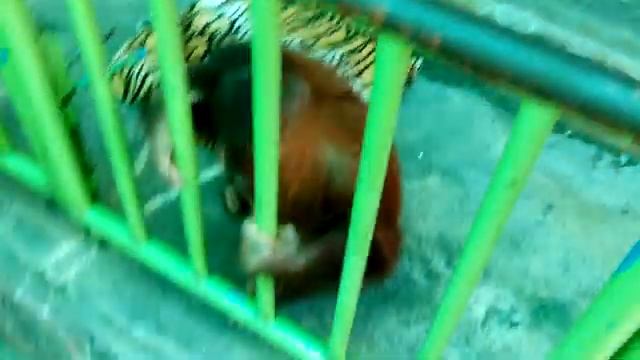 орангутан смотреть онлайн