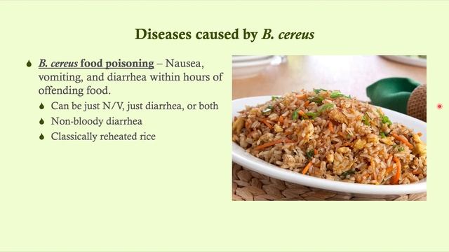 Bacillus cereus - Microbiology Boot Camp смотреть онлайн
