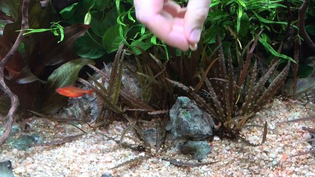 Juwel Akvarium - Hnojiva do substrátu смотреть онлайн