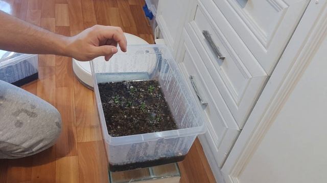 Теплица для аквариумных растений из контейнера в домашних условиях смотреть онлайн