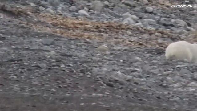 Film of polar bear eating reindeer seen as evidence of climate change смотреть онлайн