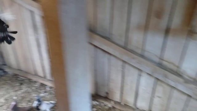 Димкино хозяйство. Голуби19. Свердловские. смотреть онлайн