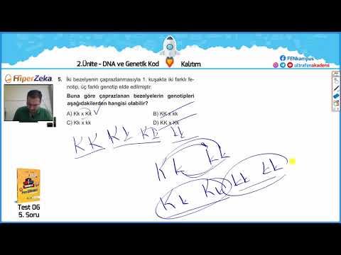 2.Ünite: DNA ve Genetik Kod Test - 06 ( Kalıtım ) смотреть онлайн