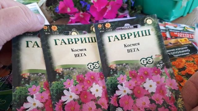 Однолетние цветы, которые сею 30 апреле 2024 года #астра #гелихризиум #статица смотреть онлайн
