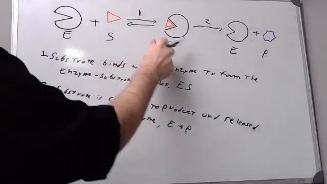 CH 12 Enzymes смотреть онлайн