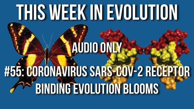 TWiEVO 57: SARS-CoV-2 receptor binding evolution blooms смотреть онлайн