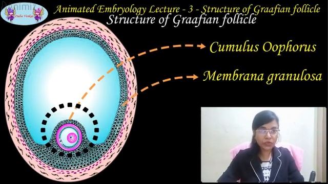 EMBRYOLOGY ANIMATED LECTURE - 3. STRUCTURE OF GRAAFIAN FOLLICLE - for MBBS, BDS and NEET. смотреть онлайн