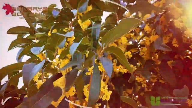 https://katalog.smsmarmaragroup.com/osmanthus-frangrans-conger-yellow-oleaceae/sari-cicekli-osmantu смотреть онлайн
