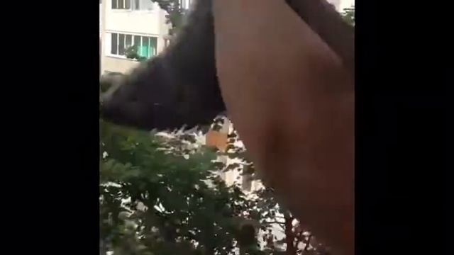 Король лев смотреть онлайн