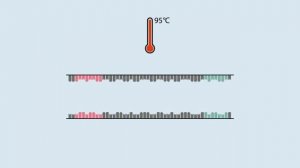 Полимеразная цепная реакция ПЦР