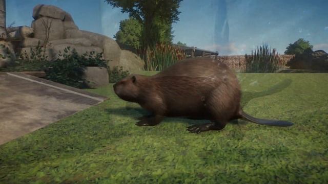 North American Beaver: Planet Zoo vs Zoo Tycoon 2 COMPARISON 🦫 смотреть онлайн