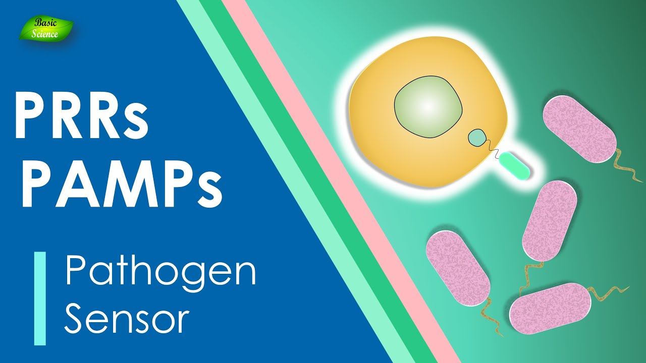 Pattern recognition receptor | Immune system | PRRs | PAMPs | DAMPs | Basic Science Series смотреть онлайн