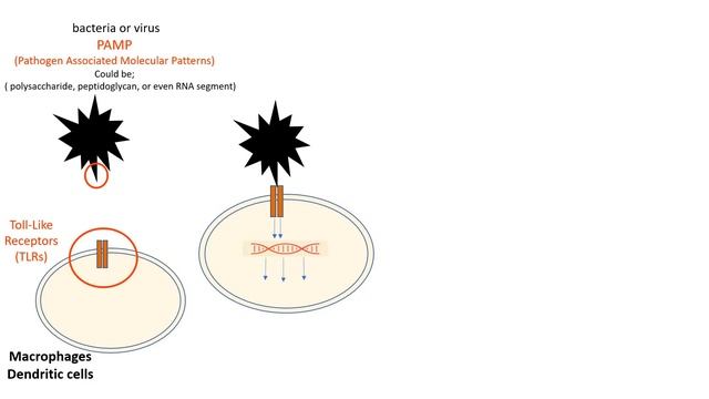 PAMPs and TLRs : Pathogen Associated Molecular Patterns, and Toll Like Receptors. смотреть онлайн