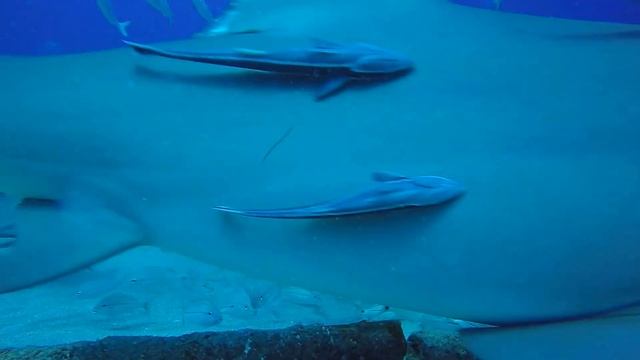 Diving with Sharks near Jupiter, Florida смотреть онлайн