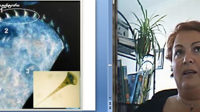 protista4 смотреть онлайн