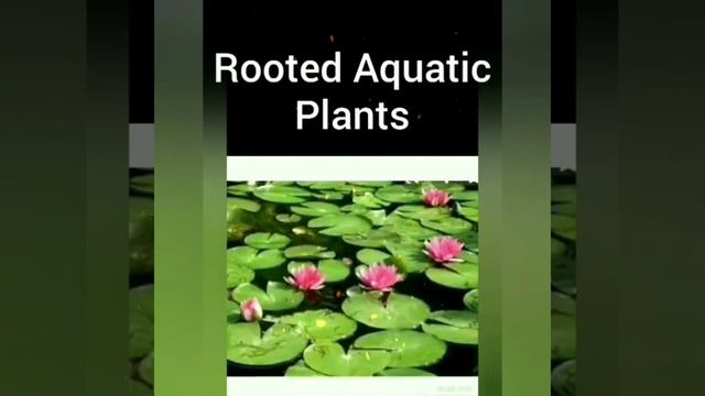 Plants and Animals in Water, Class 5th, EVS смотреть онлайн