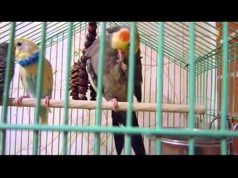 Корелла Яша смотреть онлайн