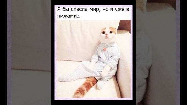 сосиски ищу смотри смешные картинки мемы котики приколы с озвучкой 🤣 смотреть онлайн