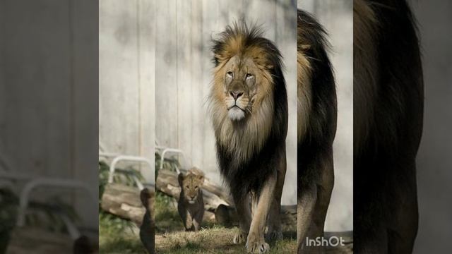 Лев под музыку 🎵 смотреть онлайн