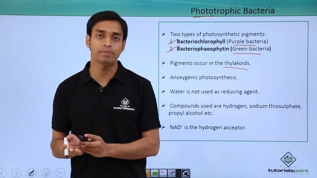 Class 11th – Kingdom Monera Nutrition - Phototrophic Bacteria | Tutorials Point смотреть онлайн