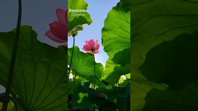 Beautiful Nature - Lake with Lotus смотреть онлайн