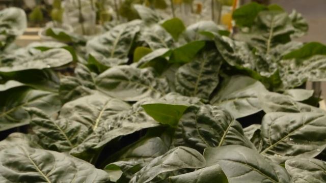 NC State University Phytotron смотреть онлайн