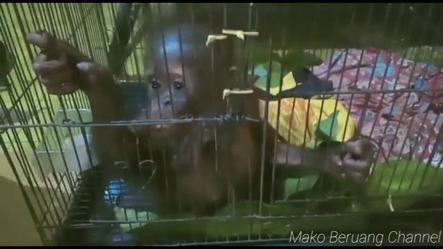 детеныш орангутана смотреть онлайн