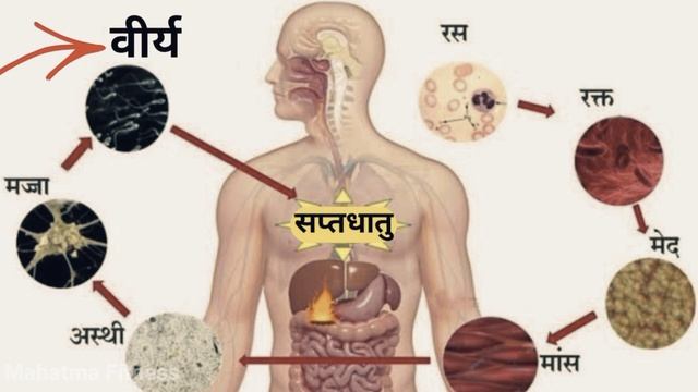 सप्तधातु | भोजन से वीर्य कैसे बनता है | Seven Body Tissues | Sapta Dhatu In Ayurveda смотреть онлайн
