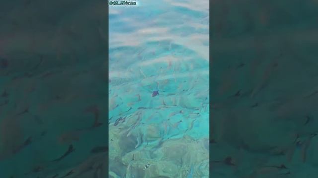 Удивительная прозрачность океана 🏝 #malediven смотреть онлайн