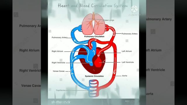 amazing facts.... #short.. #blood. смотреть онлайн