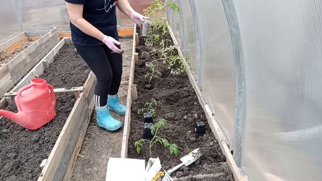 Высаживаю в теплицу томаты 🍅 смотреть онлайн