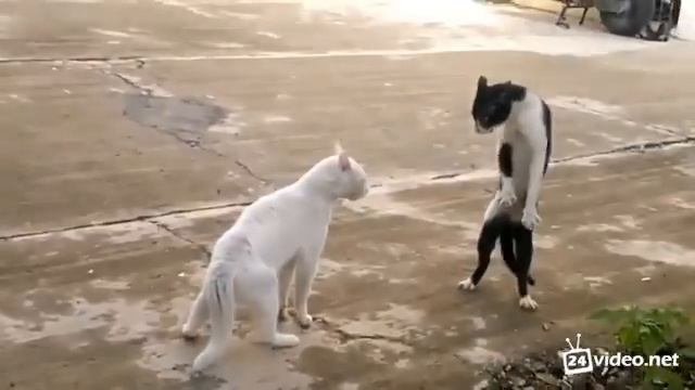 Кот шао линь.mp4 смотреть онлайн